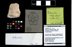 Foto (Objekt + Etikett) von Pithonoton marginatum (Meyer, 1842)  (NHMW-GEO-1990-0041-4761)